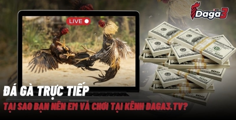 Giới thiệu về kênh đá gà trực tiếp thomo www.csvexport.co
