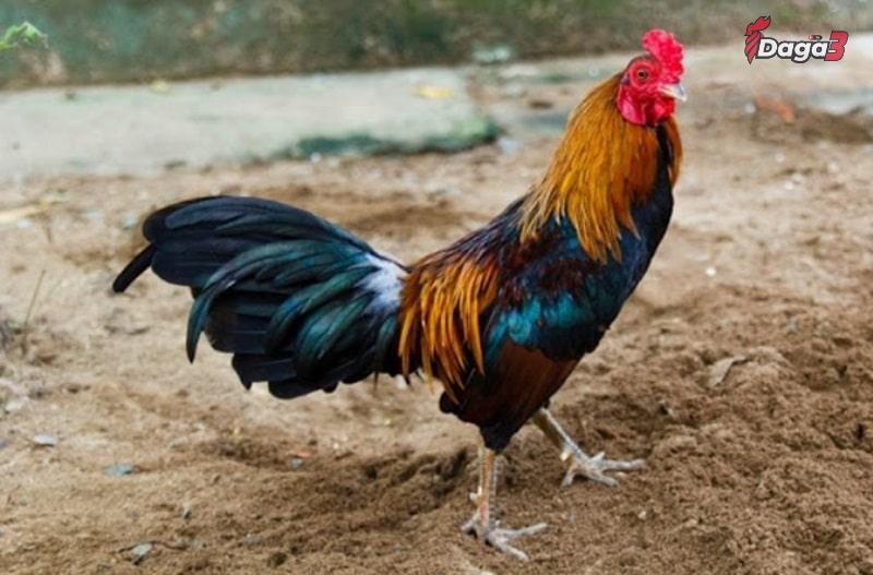 Cách chăm sóc gà bạch đầu hiệu quả