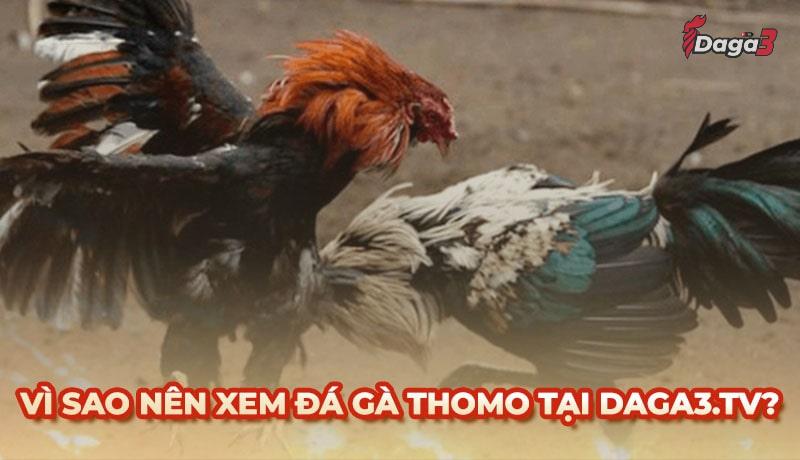 Vì sao nên chọn www.csvexport.co để xem đá gà trực tiếp thomo