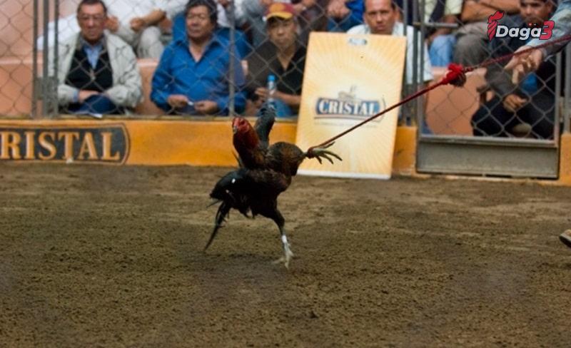 Cách nuôi dưỡng và chăm sóc gióng gà chọi Peru
